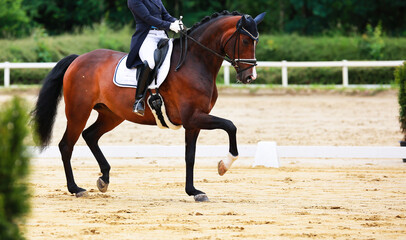 Horse dressage horse with rider in tailcoat, horse in close-up on the showground.