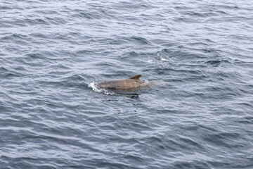 Fototapeta premium A young pilot whale (Globicephala melas) calf makes its way through the waves near Andenes, a glimpse of budding marine life in Norway's Lofoten Islands.