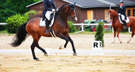 Horse dressage horse with rider in tailcoat, horse in close-up on the showground.