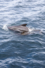 A mother pilot whale with her calf amidst the rippling, textured hues of the cold northern ocean (Vertical photo)