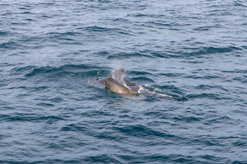 Fototapeta premium The ocean's textured surface folds around a mother and calf pilot whale, reminiscent of delicately creased origami paper, in the pure waters of Norway
