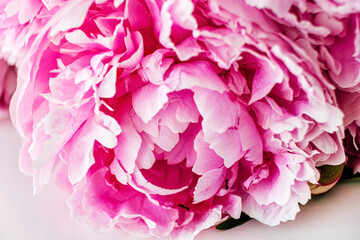 pink peony in the vase