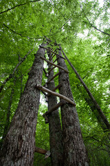 A stairway to the sky made of oak trees