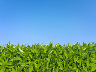 Obraz premium Natural background. Spring, summer background. A hedge. Bright, young, green leaves of the plant against a background of blue, clear sky. Copy space.