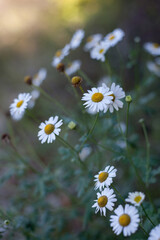 Spring meadow flowers, white camomile