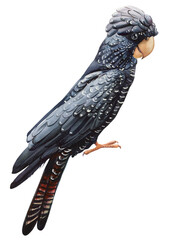 Black parrot cockatoo watercolor isolated white background Tropical bird illustration, Hand drawn realistic bird clipart © Hanna