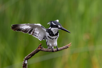 Pied kingfisher landing on a twig with wings spread