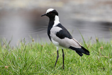 Portrait of a blacksmith lapwing walking on grass