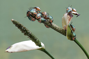 A young colony of harlequin bugs is feeding on anthurium flowers. This beautiful, rainbow-colored...