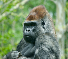 Portrait of a Western lowland gorilla with an interesting facial expression