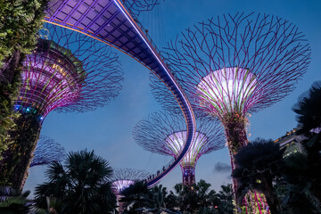 Supertree garden at night, Garden by the Bay, Singapore - 727063153