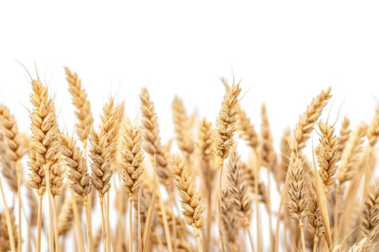 close up horizontal image of wheat field and white background Generative AI