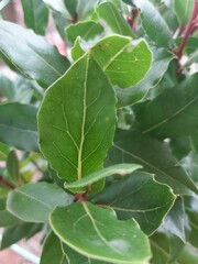green leaves on a branch