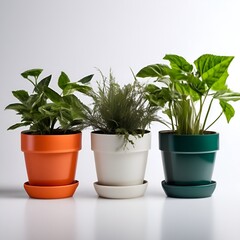 White background with flower plants in colorful clay pots