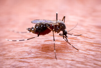 A mosquito that carries dengue fever and Zika virus is sucking blood on a person's skin.