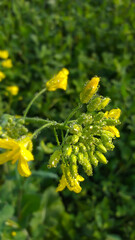 Canola yellow and white flower and water drops on it green flower
