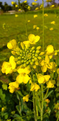 Canola yellow and white flower and water drops on it green flower