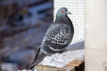 A gray pigeon with an orange eye sits on the edge of the balcony
