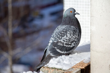 A gray pigeon with an orange eye sits on the edge of the balcony