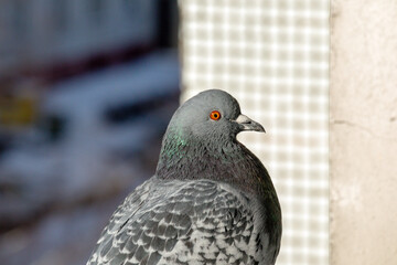 A gray pigeon sits on the edge of the balcony in winter © Jorens