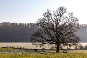 Cows grazing in a field in Le Mesnil en Ouche, France