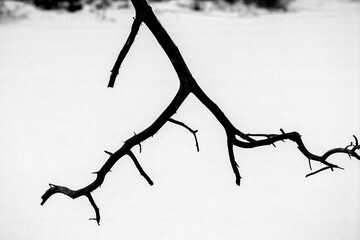 Silhouette shape of dead branch on white background