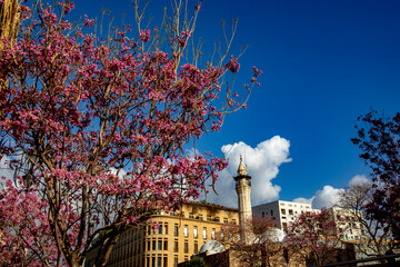 Fototapeta premium Spring time in Beirut, Lebanon
