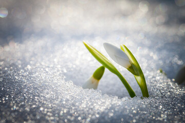 The first snowdrops sprouted through the snow
