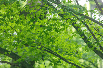 green leaves background