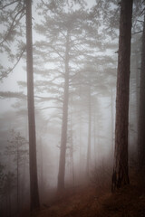 Tall pine trees in the forest in the fog