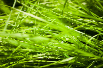Fototapeta na wymiar The stems of green grass covered with dew