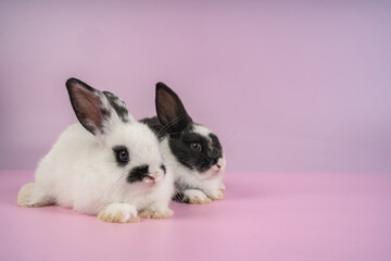 Fototapeta premium bunny Easter fluffy baby rabbit or new born rabbit. baby cute rabbit or new born adorable bunny. Easter Bunny. Symbol of Easter day.