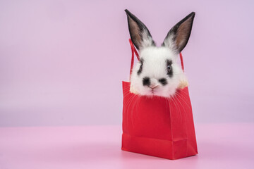 bunny Easter fluffy baby rabbit or new born rabbit. baby cute rabbit or new born adorable bunny....