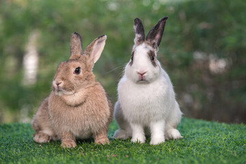 bunny Easter fluffy baby rabbit or new born rabbit. baby cute rabbit or new born adorable bunny. Easter Bunny.  Symbol of Easter day.