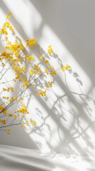 Several bunches of mimosa on a light background with shadows. Minimalist aesthetic composition.Copy space. Generative AI