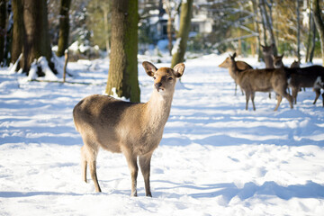 Cute sika deer fawn on winter forest background
