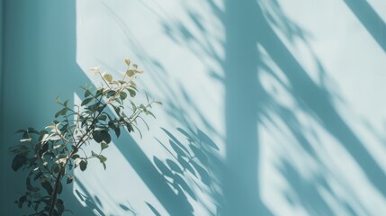 Soft sunlight casts a tranquil shadow of a plant on a smooth light blue wall, creating a minimalist aesthetic