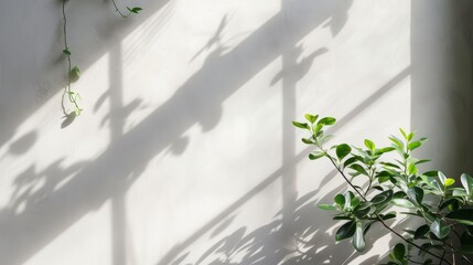 Soft sunlight casts a tranquil shadow of a plant on a smooth white wall, creating a minimalist aesthetic