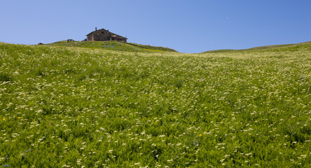 chalet d'alpages au sommet d'une colline fleurie