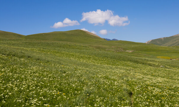 prairie fleurie sur les collines du plateau d'Emparis dans les Alpes au printemps