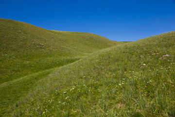 prairie fleurie sur les collines du plateau d'Emparis dans les Alpes au printemps