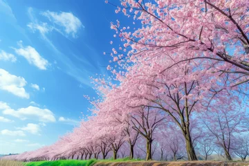 Foto op Canvas A Tranquil Tunnel of Cherry Blossom Trees Embraced by a Gentle Spring Breeze. © cwa