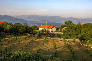 Naklejka premium Orchard in Komani village, Montenegro