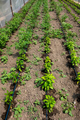 Plants and irrigation hoses in a greenhouse in Timis province, Romania