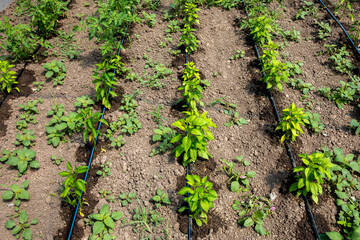 Plants and irrigation hoses in a greenhouse in Timis province, Romania