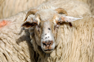 Herd of sheep in Timis province, Romania