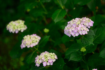 梅雨に咲く、アジサイの花