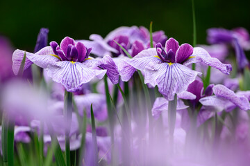 薄紫色の花菖蒲
