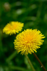 タンポポの黄色い花