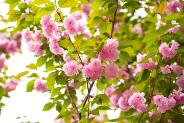 Sakura. Cherry blossom, branches with flowers sway in the wind. Pink flowers of the sakura tree. Spring landscape with flowering trees. Beautiful nature on a sunny day.